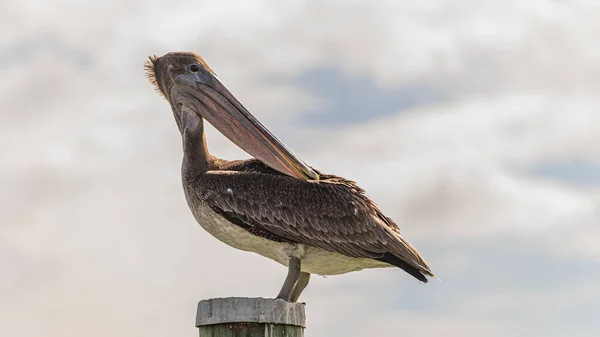 Un pélican brun assis sur un tas de bois se gratte l'aile avec un bec — Photo