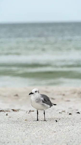 笑着，海鸥站在沙滩上，紧靠着海岸 — 图库照片