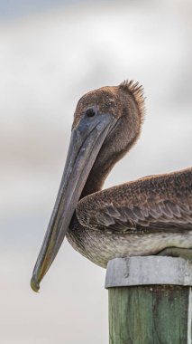 Kahverengi Pelikan, bulutlu gökyüzüne karşı ahşap bir rıhtımın tepesinde tünemekte.