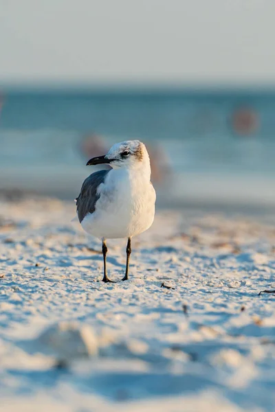 Lachende Möwe am Strand in voller Einstellung bei Sonnenuntergang vor unfokussiertem Hintergrund — Stockfoto