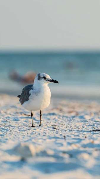 Mouette rieuse sur la plage en pleine prise de vue au coucher du soleil sur fond déconcentré — Photo