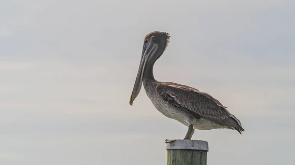 Un pélican brun assis sur un tas de bois — Photo