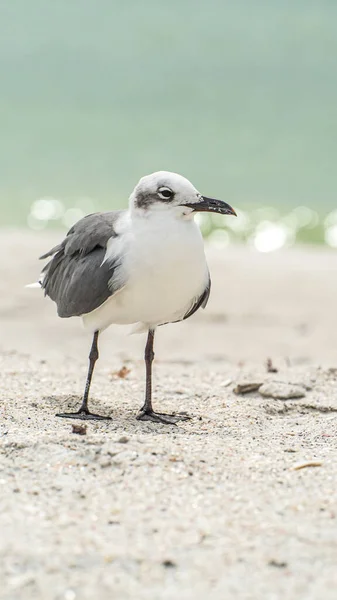 Lachende Möwe steht auf einem Sandstrand nahe am Ufer — Stockfoto