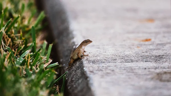 Um lagarto pequeno senta-se na borda de uma calçada de perto — Fotografia de Stock