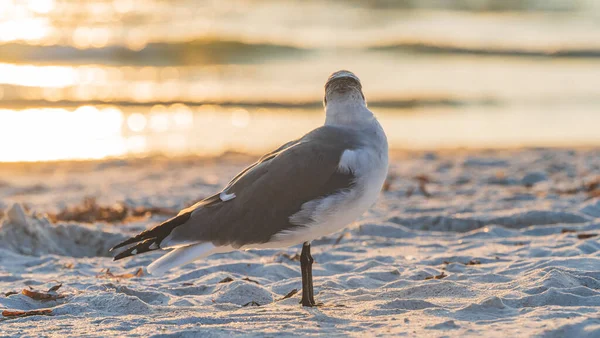 夕阳西下的时候，海滩上的海鸥在笑着，把目光移开 — 图库照片