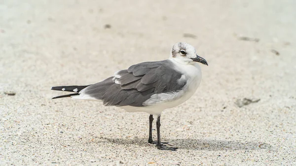 Skrattar Gull står på toppen av en sandstrand på nära håll — Stockfoto