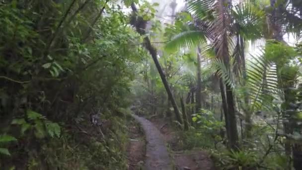 雲の間の熱帯雨林のジャングルの道 — ストック動画