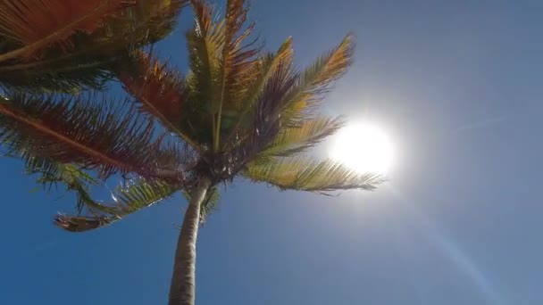 Vista de la palmera y el cielo azul soleado inclinándose hacia la playa tropical y los barcos — Vídeos de Stock