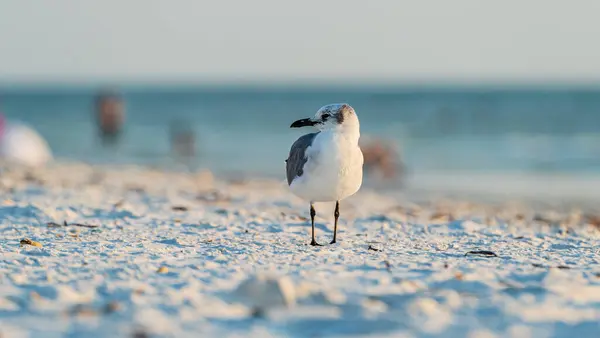 Mouette rieuse sur la plage en pleine prise de vue au coucher du soleil sur fond déconcentré — Photo