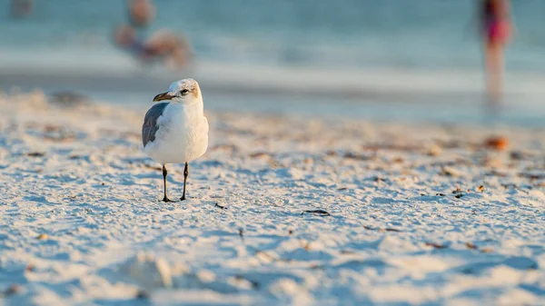 Mouette rieuse sur la plage en pleine prise de vue au coucher du soleil sur fond déconcentré — Photo