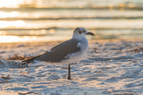 Skrattande Gull på stranden närbild under solnedgången i profil — Stockfoto