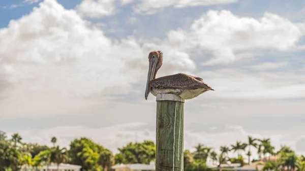 Brown Pelican roosting on top of a wooden dock pile against cloudy sky close up — Stock Photo, Image