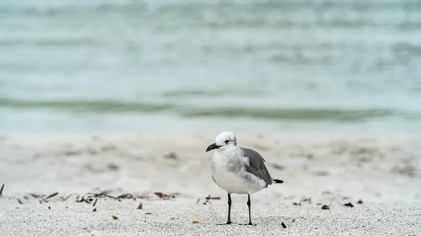 Laughing Gull standing on top of a sandy beach close up along shore — Stock Photo, Image