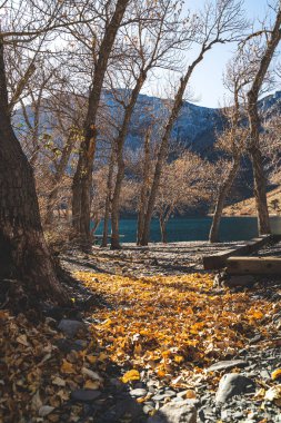 Sonbahar yaprakları Sierra Nevada Dağları 'ndaki mahkum gölünde toplanıyor.
