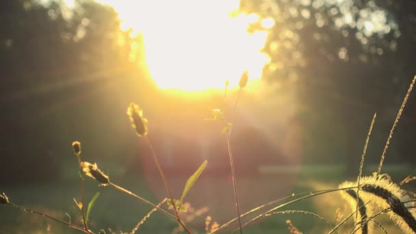 Nahaufnahme von Gras bei Sonnenaufgang selektiver Fokus — Stockvideo