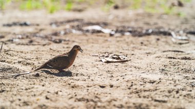 Zenaida Dove Zenaida aurita Porto Riko sahilinde