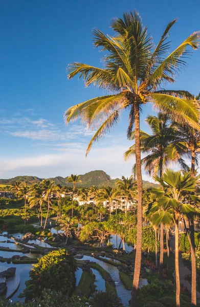 Palm Tree view of mountain peak in Kuai Hawaii