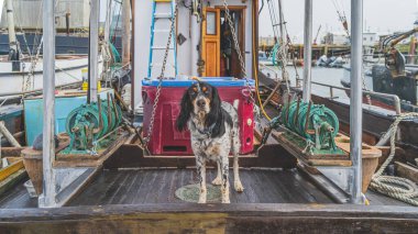 Şirin Spaniel sisli bir günde balıkçı teknesinin güvertesinde duruyor.