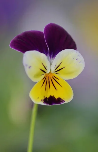 Makro Fleurs Viola — Zdjęcie stockowe
