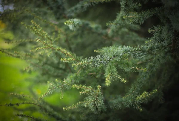 Close Pine Needles — Stock Photo, Image