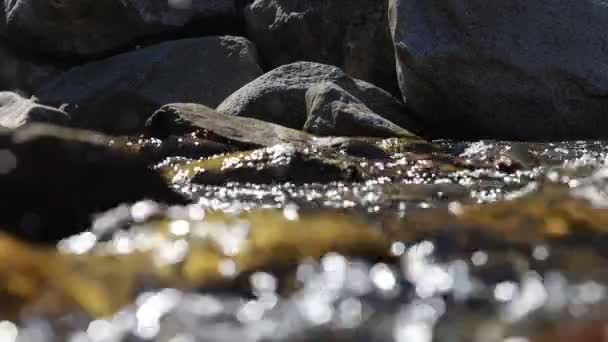 Nasse Steine Frühling — Stockvideo