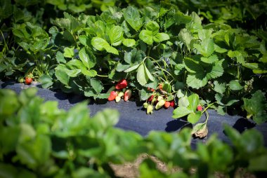 Bahçedeki çilekler, yaklaşın.