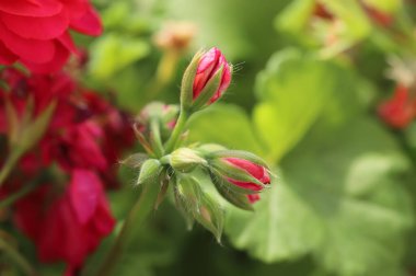 Bahçede bahar tomurcukları