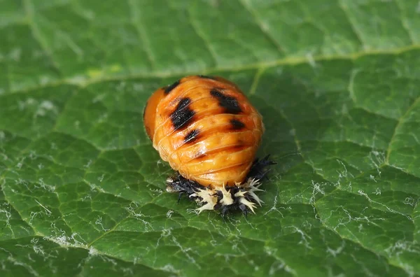 Asyalı Bayan Böcek Pupa