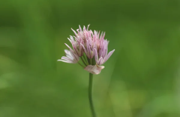 Pink Chives Flower Allium Schoenoprasum — Stock Photo, Image