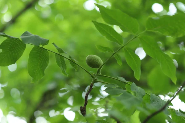 Green Leaves Walnut Tree — Stock Photo, Image