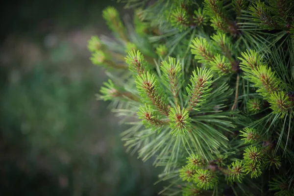 Close Pine Needles — Stock Photo, Image