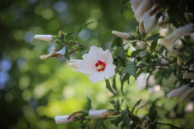 Çiçek açan çiçekleri kapatın