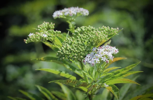 Asclepias incarnata, Marsh Milkweed, Bataklık Kelebeği Otu