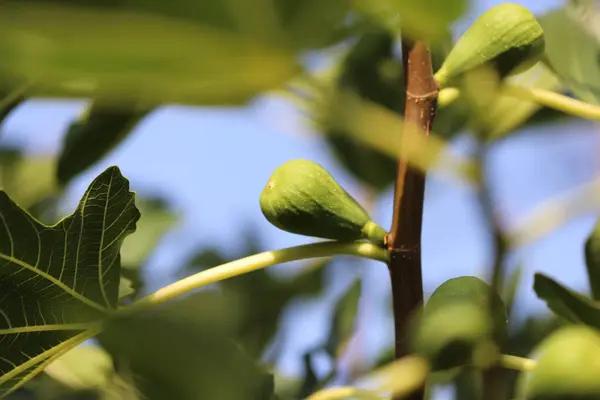 Zielony Figowe Drzewo Gałąź Zbliżenie — Zdjęcie stockowe