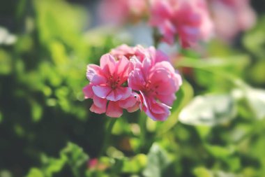 Bahçede pembe pelargonyum çiçeği