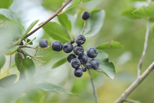 Aronia Melanocarpa Zwarte Bosbessen Tuin — Stockfoto