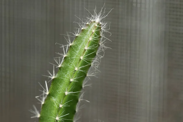 Kaktus Trädgård Pitaya Drakfrukt — Stockfoto