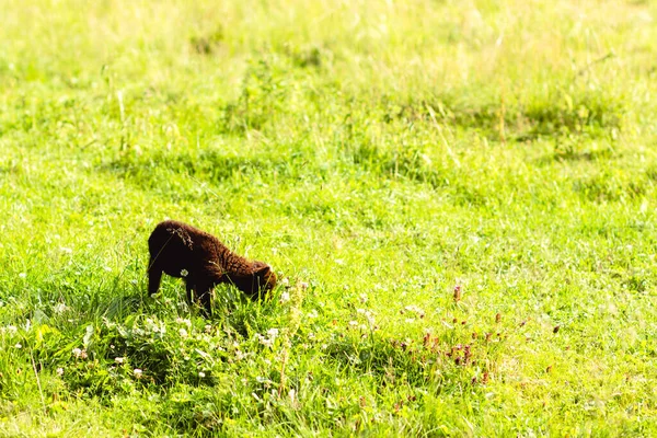 A Sheep On a Green Field of Grass