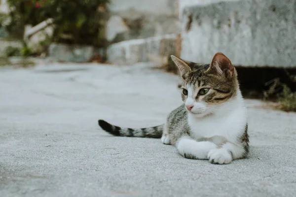 Caddede yatan sevimli kedi.