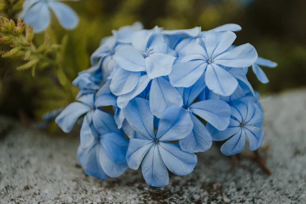 Mavi Çiçekler Dolu Çiçekler