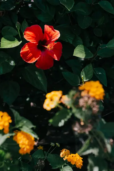 Kırmızı ve Sarı Çiçekler Açtı