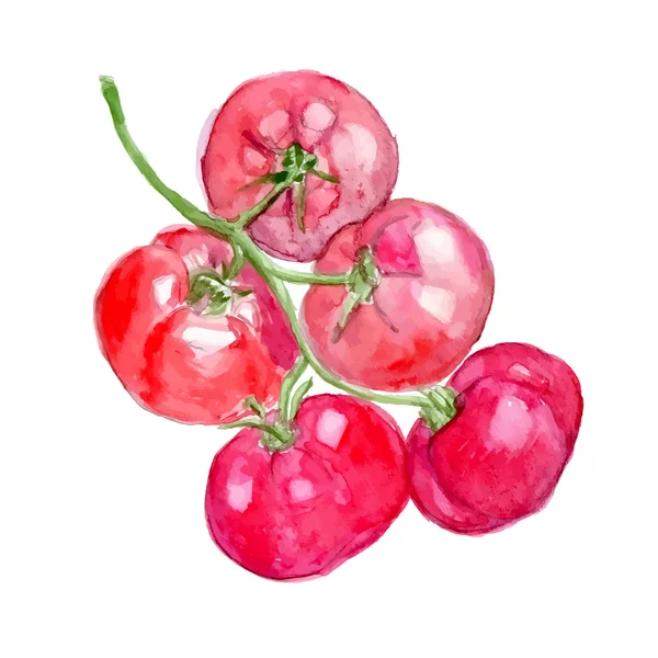 Suluboya domates. Kiraz domates