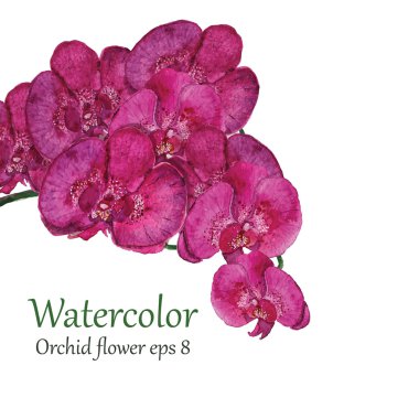 Orkide suluboya çiçek