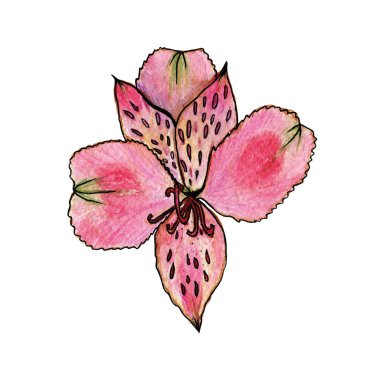 Pembe suluboya Lily vektör çiçek