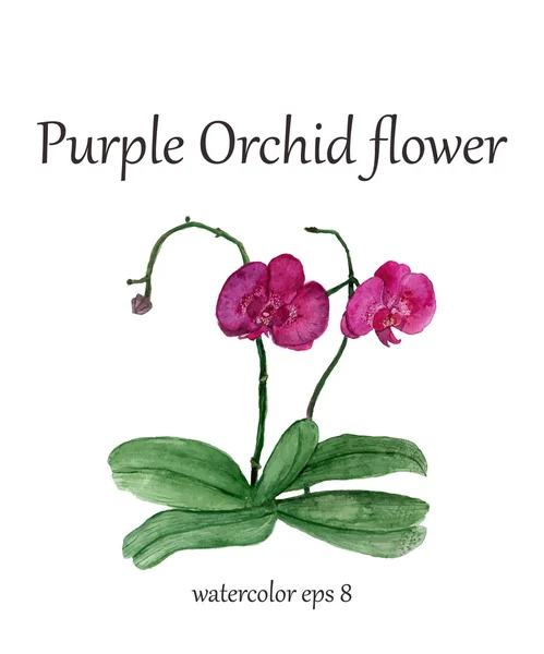 Mor orkide suluboya çiçek