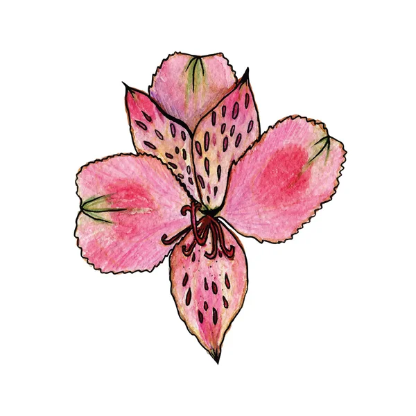 Rosa aquarela Lily flor vetor — Vetor de Stock