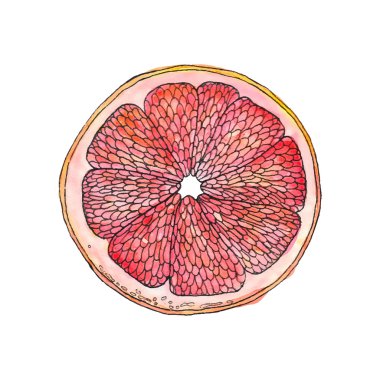 Kırmızı greyfurt illüstrasyon vektör takip