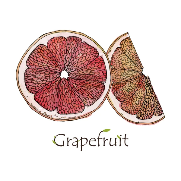 Röd grapefrukt illustration vektor spåra — Stock vektor
