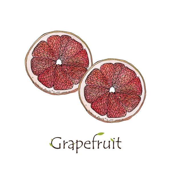 İki Dilimlenmiş Greyfurt suluboya vektör