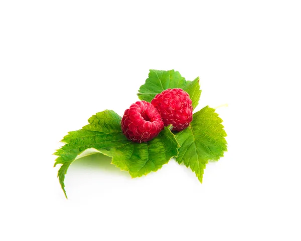 Ahududu yaprakları üzerinde